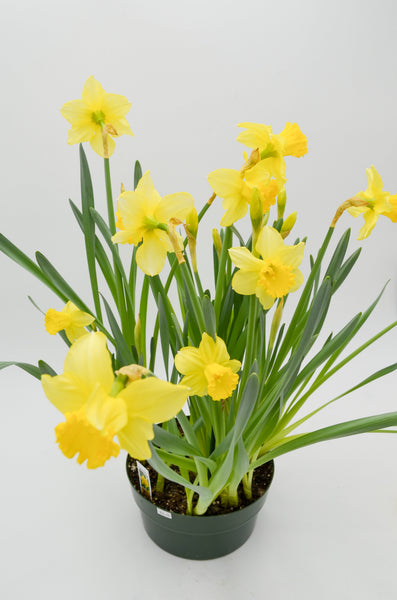 Daffodils -  - Wild Lark - Wild Lark