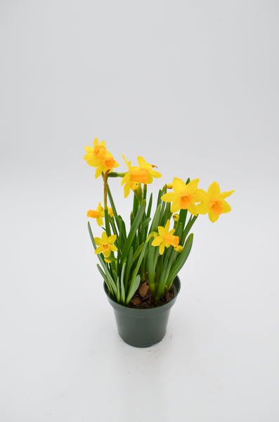 Daffodils -  - Wild Lark - Wild Lark