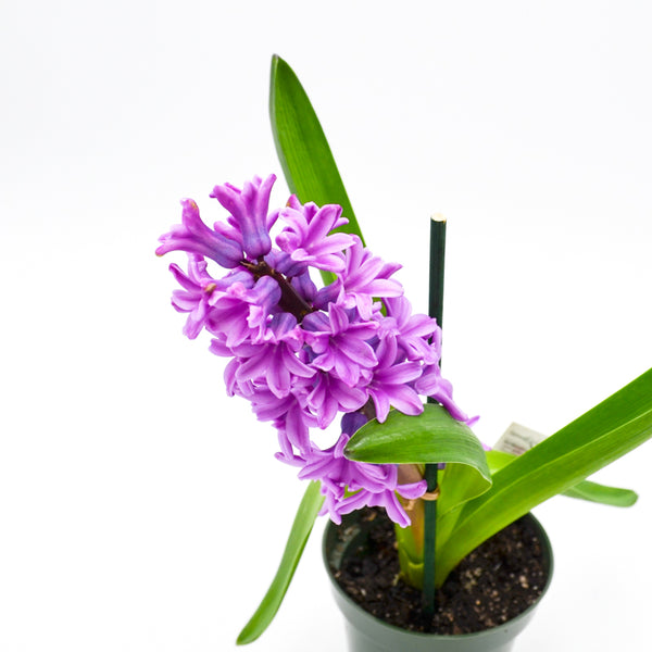Hyacinth, Purple -  - Wild Lark - Wild Lark
