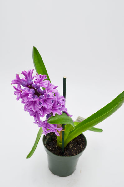 Hyacinth, Purple -  - Wild Lark - Wild Lark