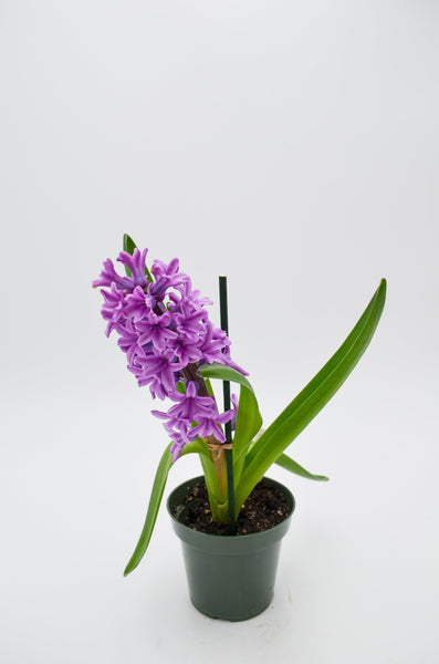 Hyacinth, Purple -  - Wild Lark - Wild Lark