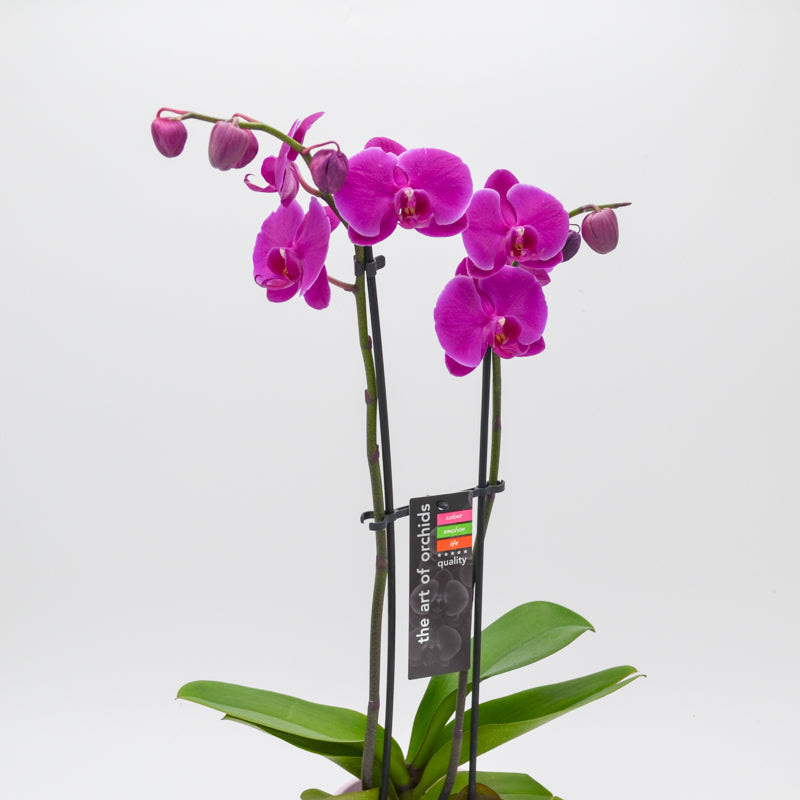 Orchid (Phalaenopsis) -  - Wild Lark - Wild Lark