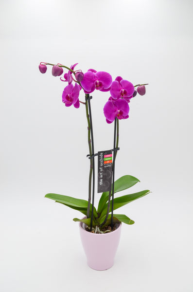 Orchid (Phalaenopsis) - 4 inch - Wild Lark - Wild Lark