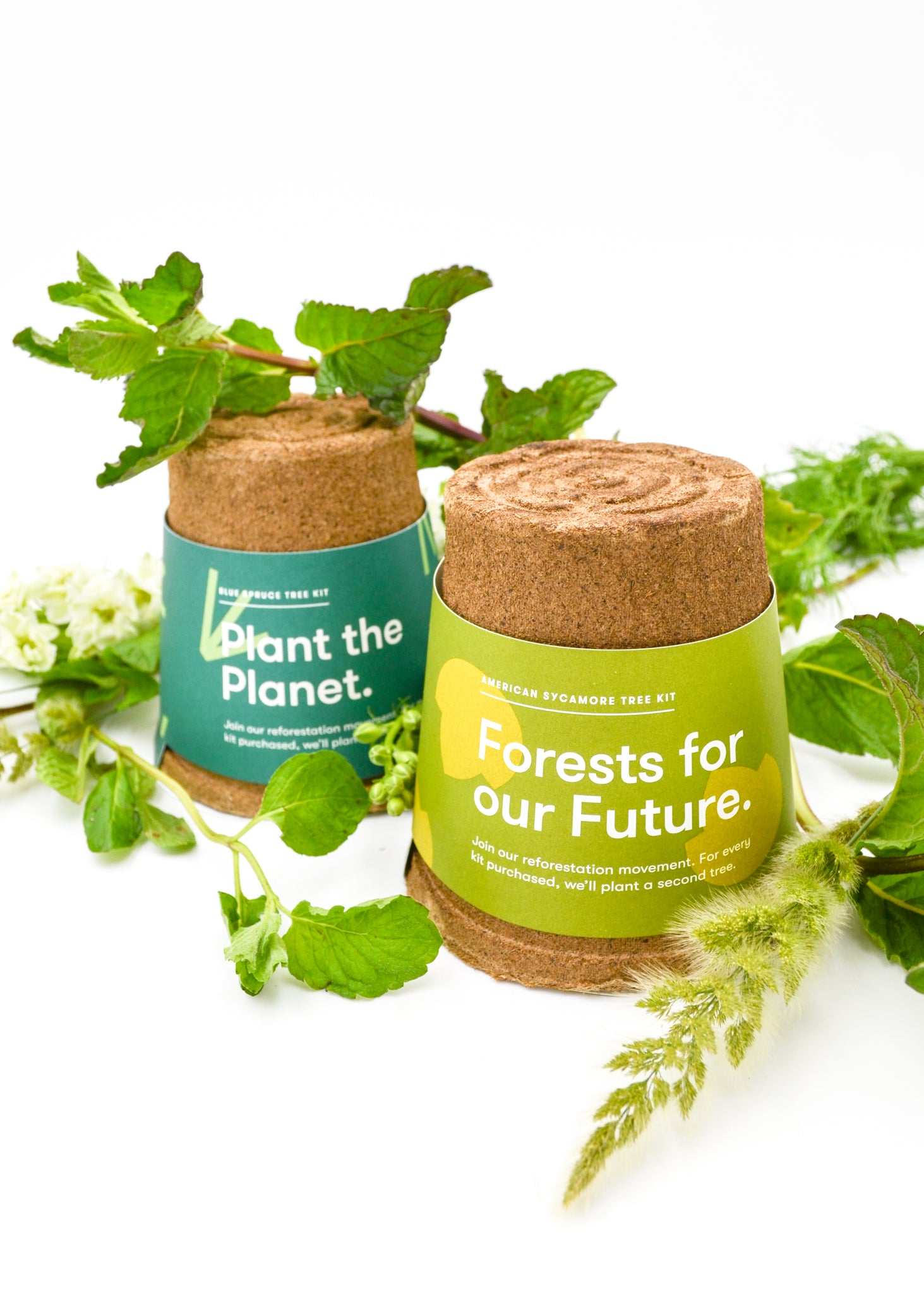 American Sycamore Tree Kit: Forests For Our Future -  - Modern Sprout - Wild Lark