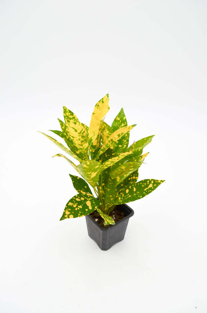 house plant shop croton 'gold dust INDOORPLANTSINC 4 in. Codiaeum Variegatum Croton Gold Dust Plant in Plastic Nursery Pot