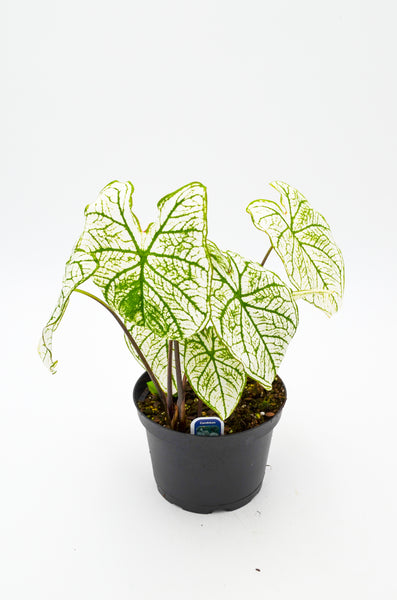 Caladium "Candidum" -  - Wild Lark - Wild Lark