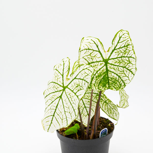 Caladium "Candidum" -  - Wild Lark - Wild Lark