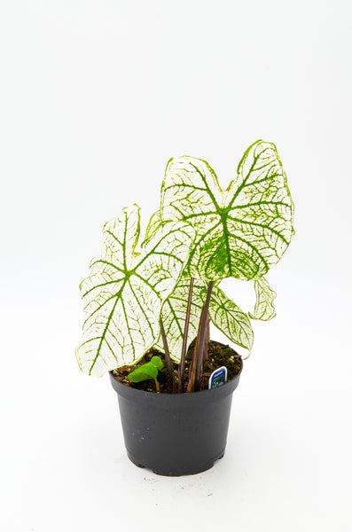 Caladium "Candidum" -  - Wild Lark - Wild Lark