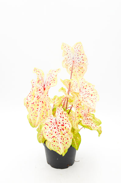 Caladium "Miss Muffett" -  - Wild Lark - Wild Lark