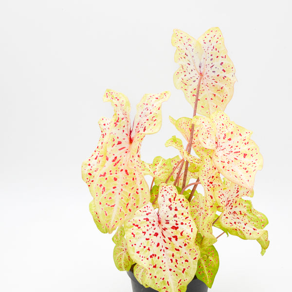 Caladium "Miss Muffett" -  - Wild Lark - Wild Lark