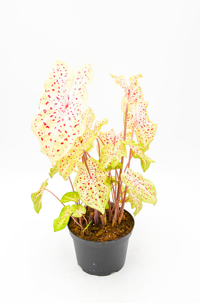 Caladium "Miss Muffett" -  - Wild Lark - Wild Lark