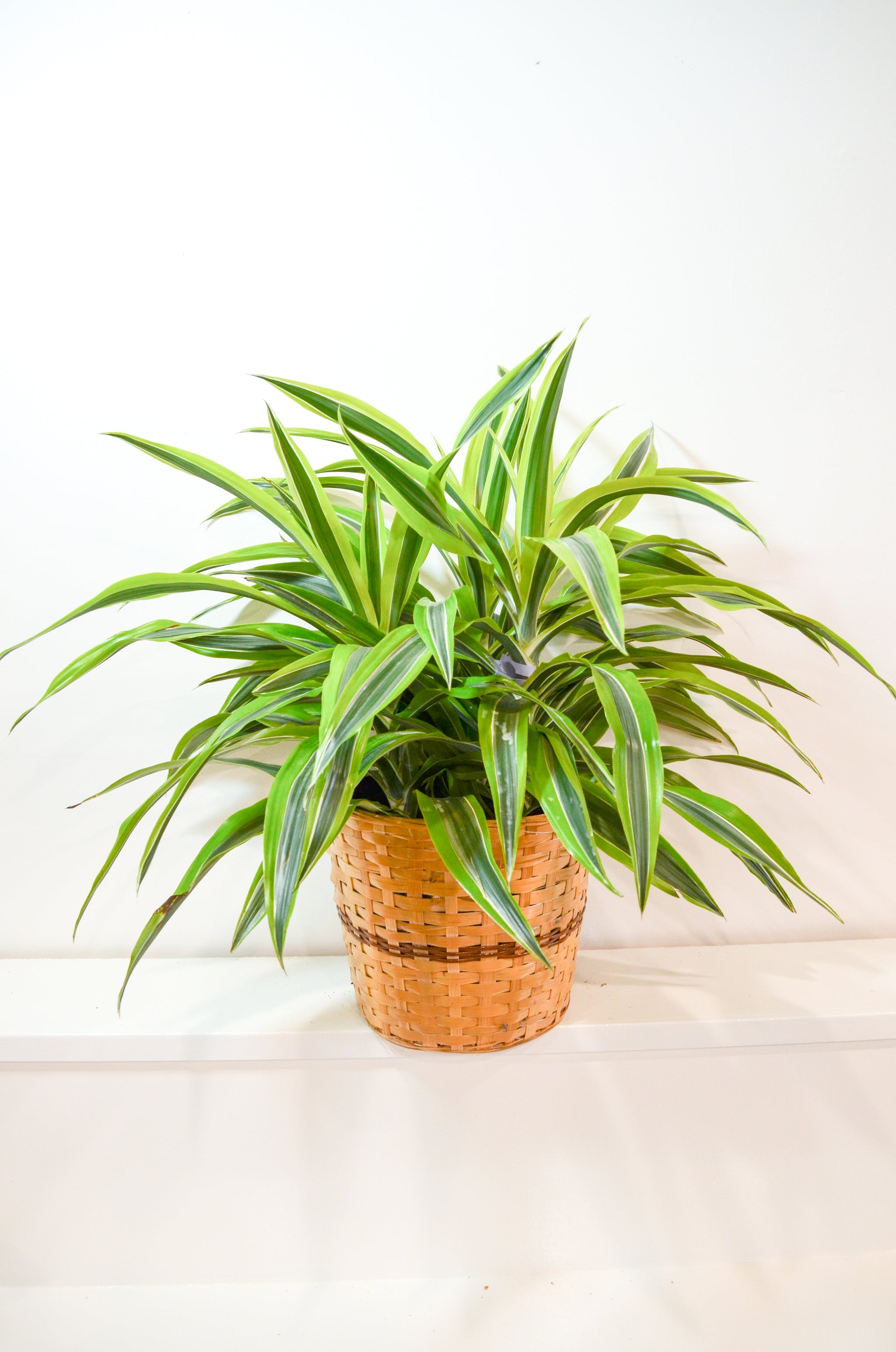 Dracaena Dragon Lemon Surprise