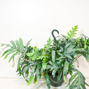 bear paw fern blue star Blue Star Fern (Phlebodium aureum) – Wild Lark