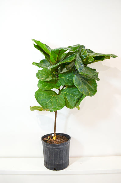 Fiddle-leaf Fig (Ficus lyrata) -  - Wild Lark - Wild Lark