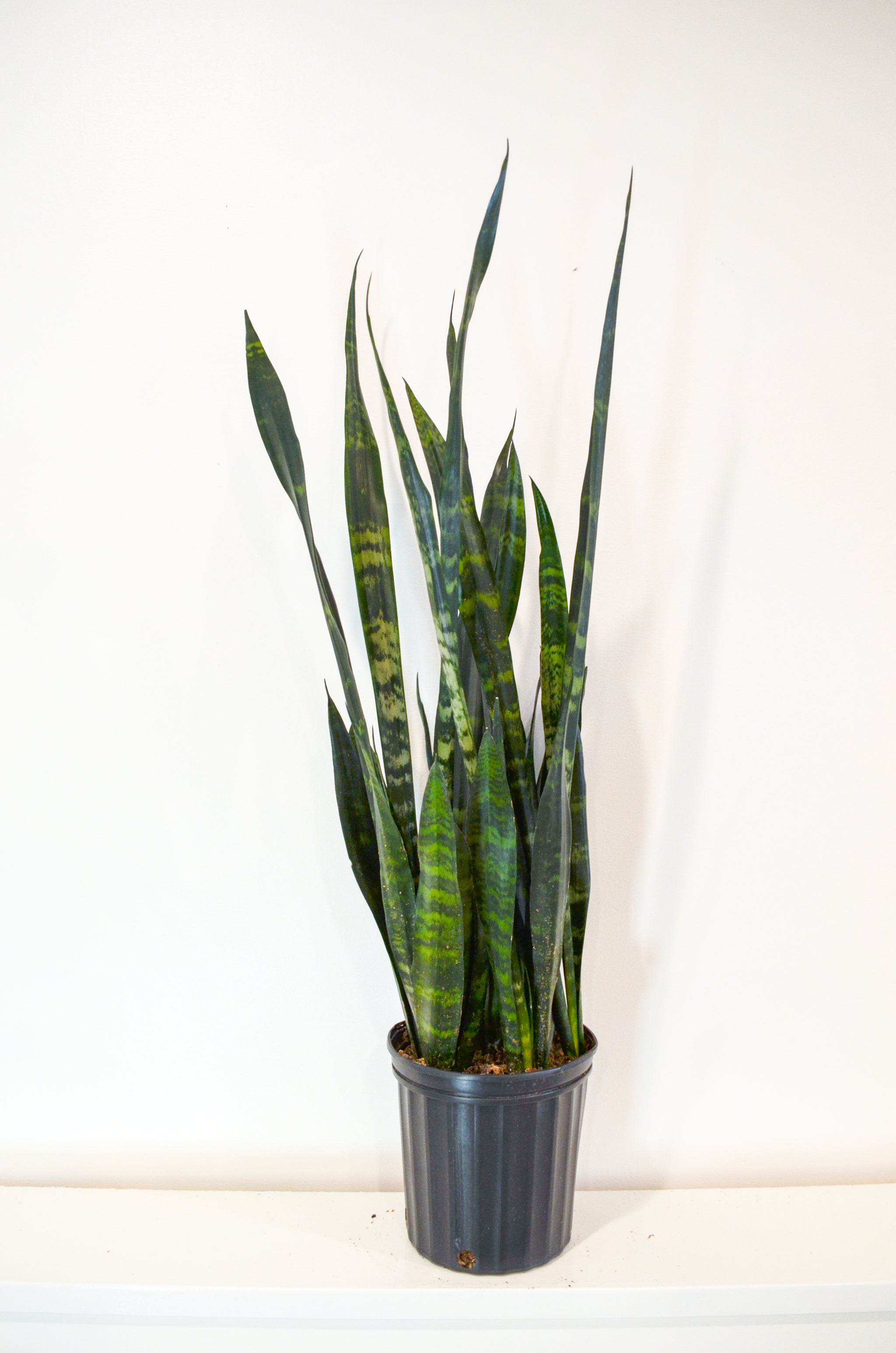 dark green snake plant Snake Plant, Green (Sansevieria trifasciata) – Wild Lark