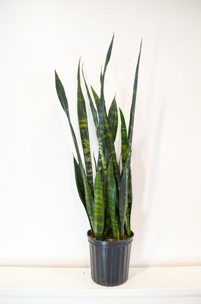 sansevieria trifasciata forescate Snake Plant, Green (Sansevieria trifasciata) 10 inch