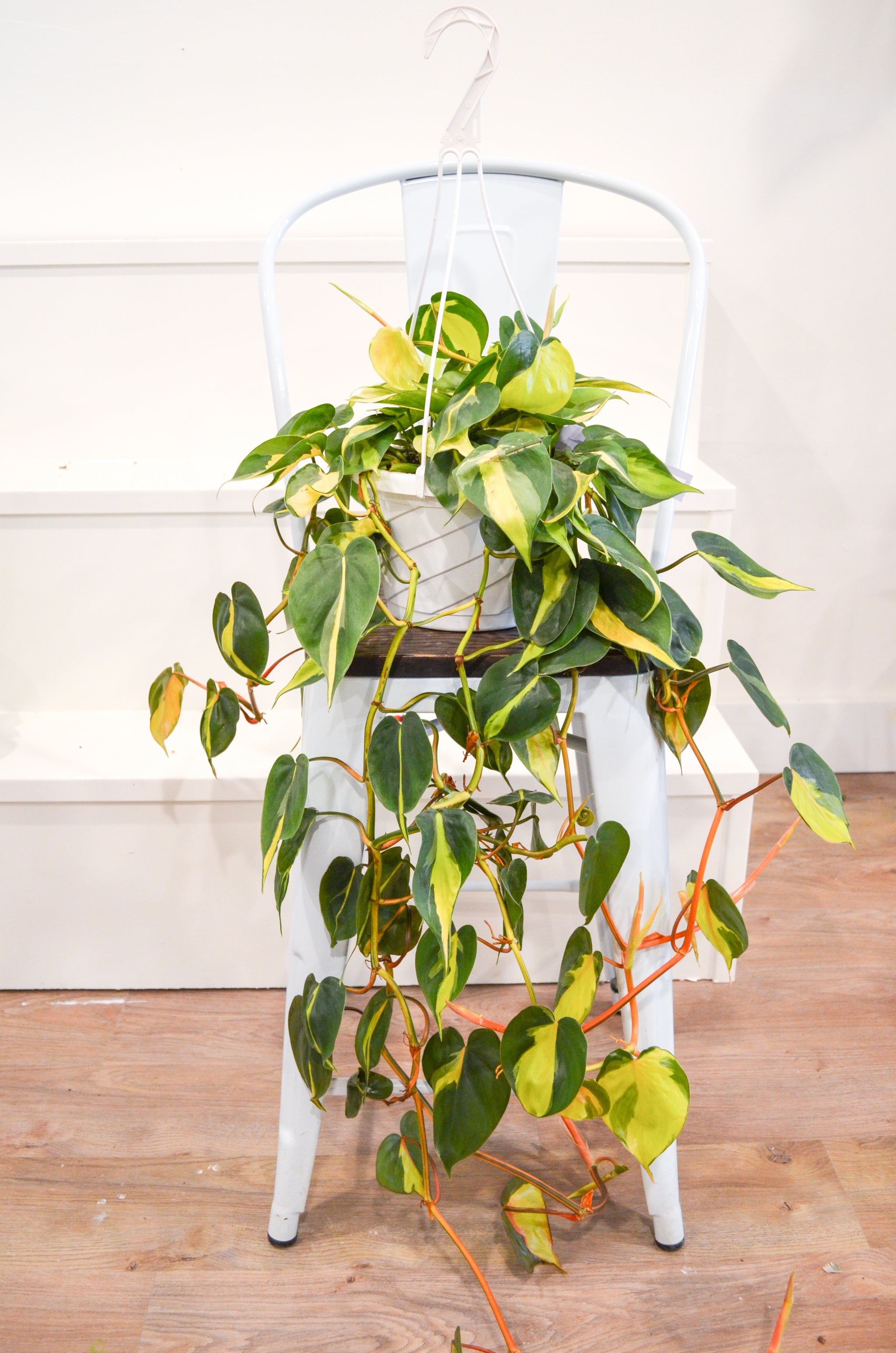 brazil carnival philodendron Heart Leaf Philodendron "Brasil" (Hederaceum) – Wild Lark