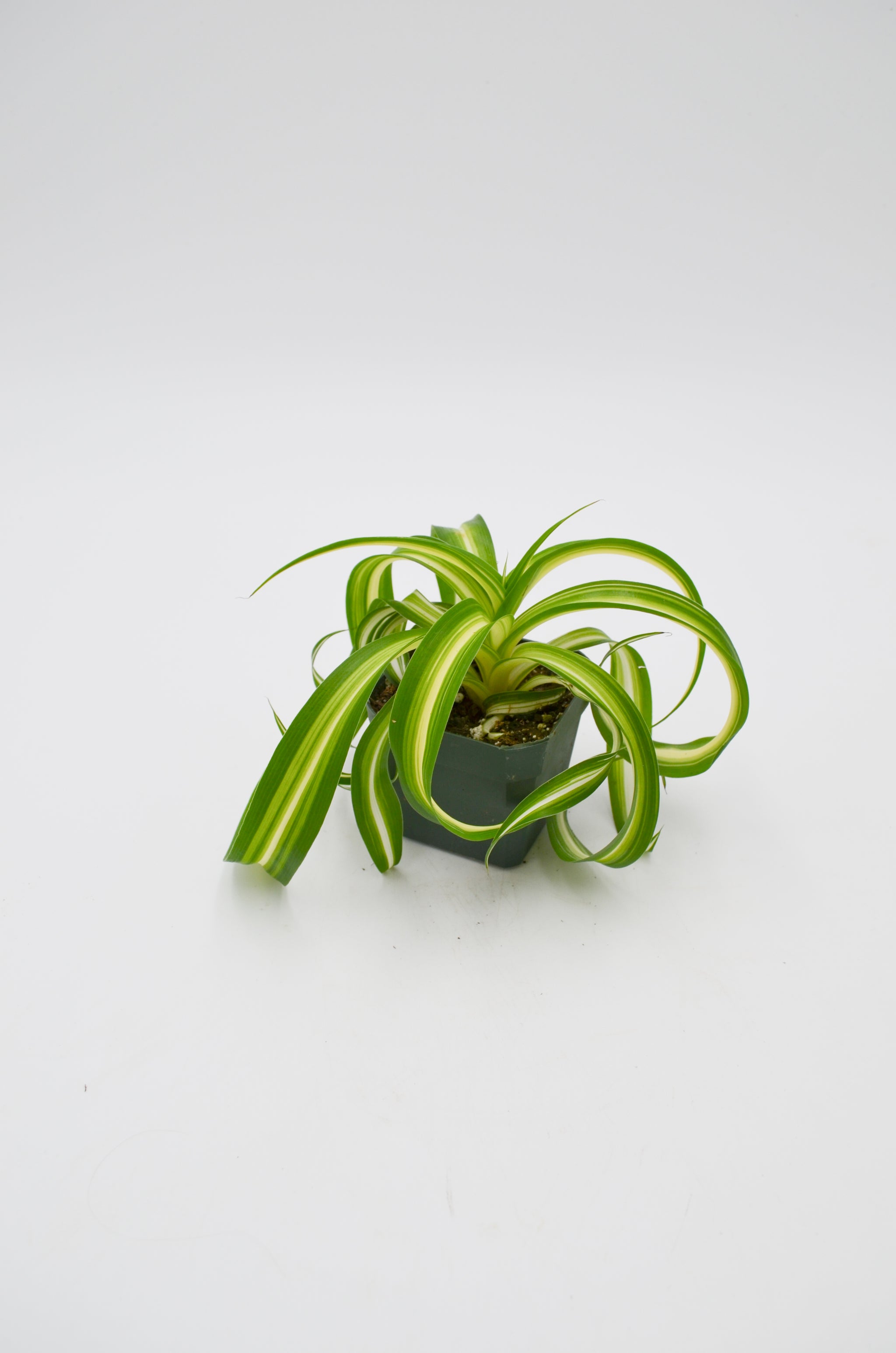 bonnie chlorophytum Bonnie Spider Plant Hanging Basket - Live Plant in an 8 Inch Hanging Basket - Chlorophytum Comosum 'Bonnie'