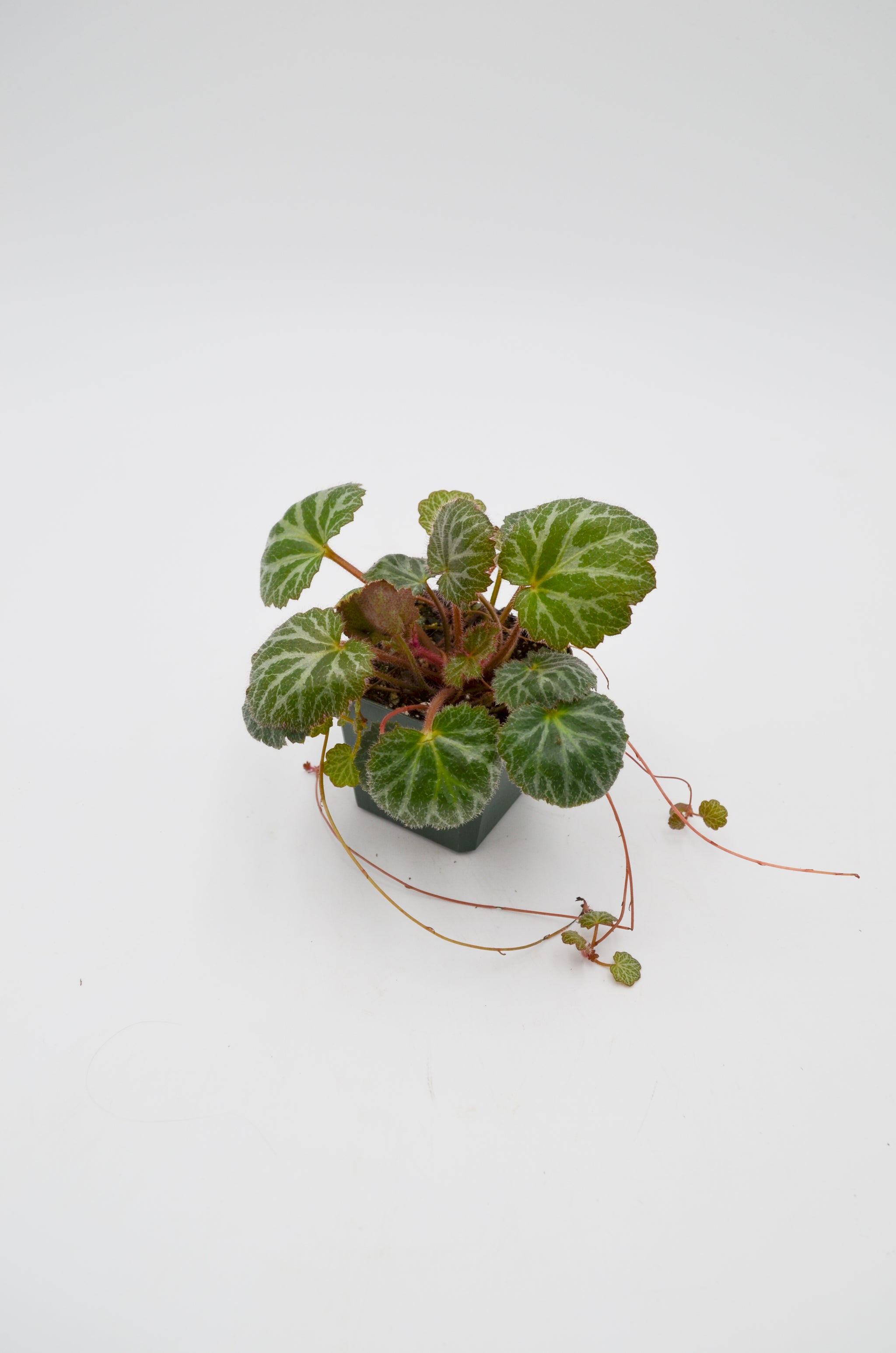 Strawberry Saxifrage (Saxifraga stolonifera) – Wild Lark