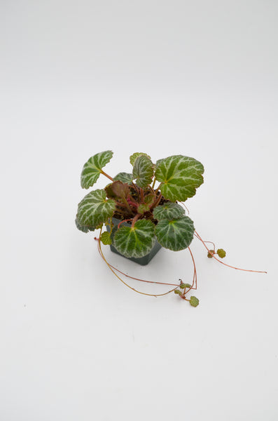 Strawberry Saxifrage (Saxifraga stolonifera) -  - Wild Lark - Wild Lark
