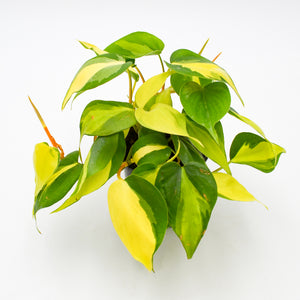 philodendron brasil new leaves Heart Leaf Philodendron "Brasil" (Hederaceum) – Wild Lark