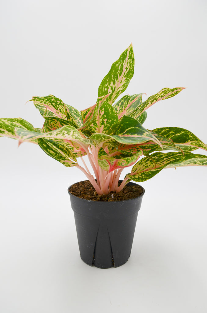 aglaonema pink sparkling sarah Chinese Evergreen "Sparkling Sarah" (Aglaonema) – Wild Lark