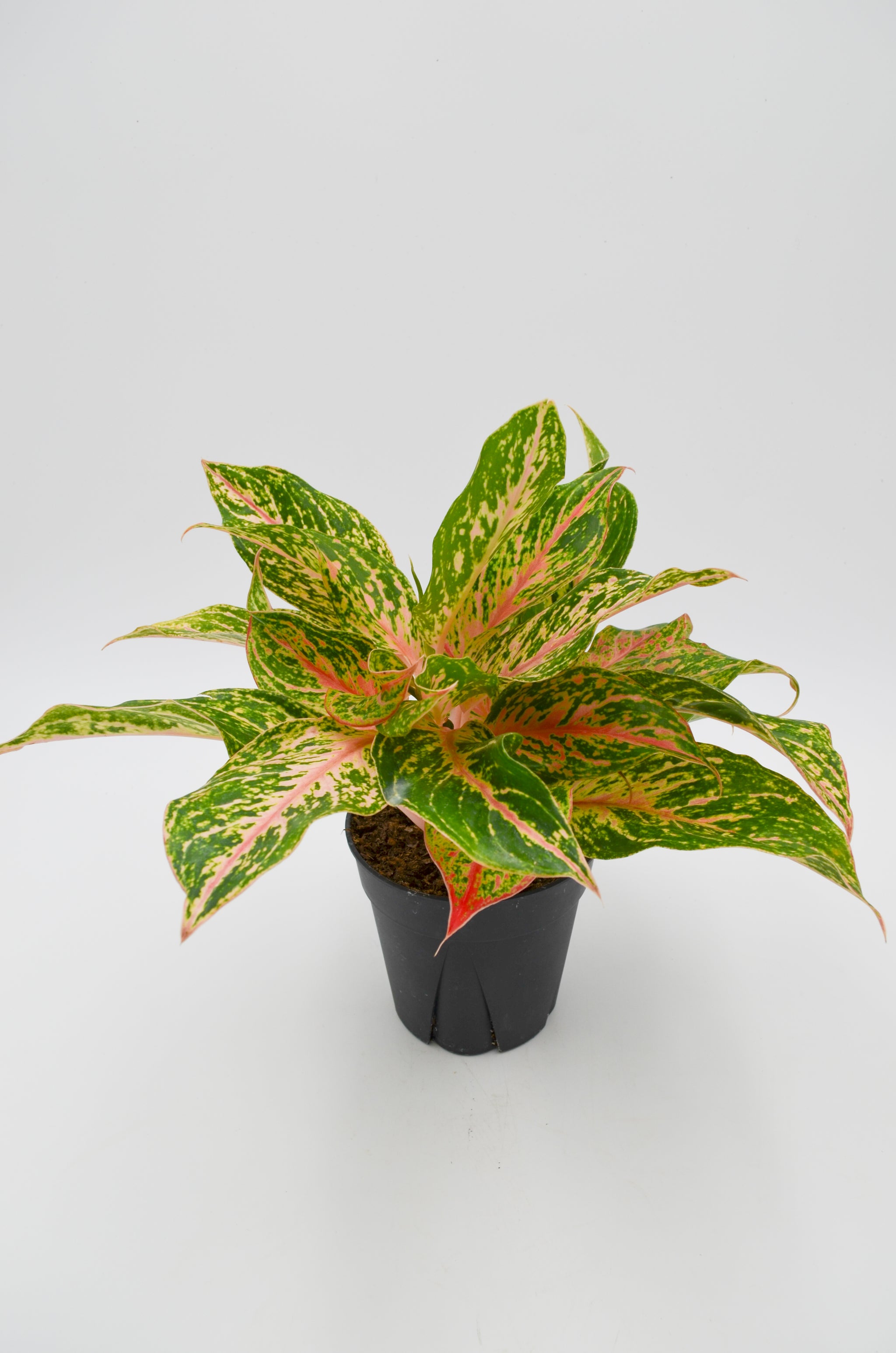 aglaonema sarah Chinese Evergreen "Sparkling Sarah" (Aglaonema) – Wild Lark