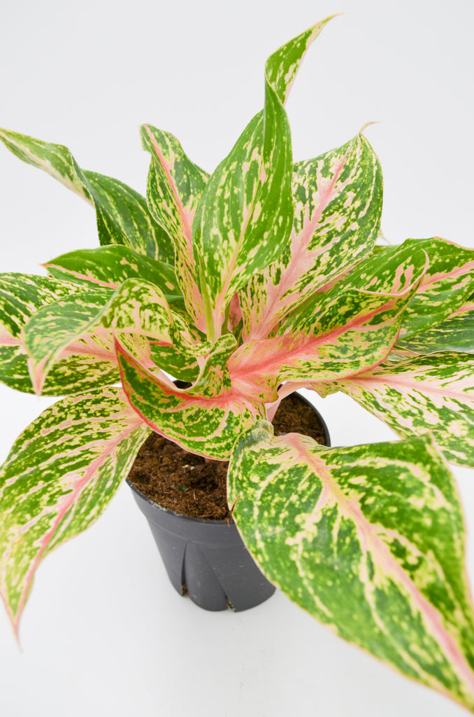 aglaonema in the wild Chinese Evergreen "Sparkling Sarah" (Aglaonema) – Wild Lark