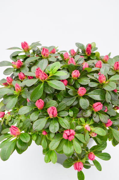 Azalea -  - Wild Lark - Wild Lark