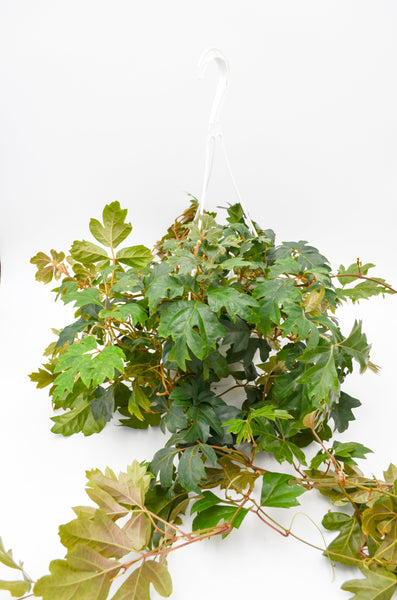 Oak Leaf Ivy (Cissus rhombifolia, 'Ellen Danica') -  - Wild Lark - Wild Lark
