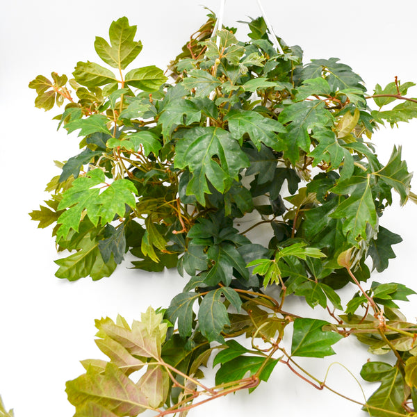 Oak Leaf Ivy (Cissus rhombifolia, 'Ellen Danica') -  - Wild Lark - Wild Lark