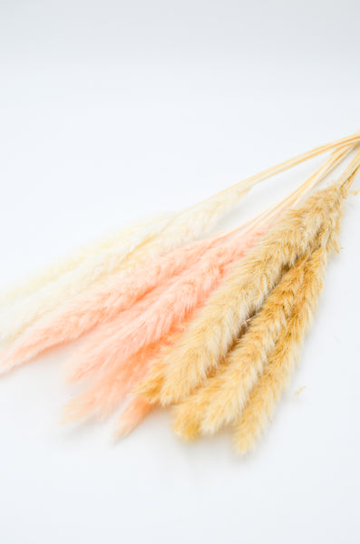 Dried Pampas Grass, Small -  - Wild Lark - Wild Lark