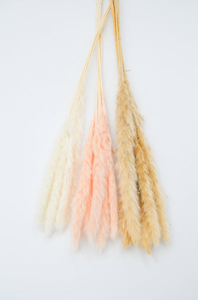 Dried Pampas Grass, Small -  - Wild Lark - Wild Lark