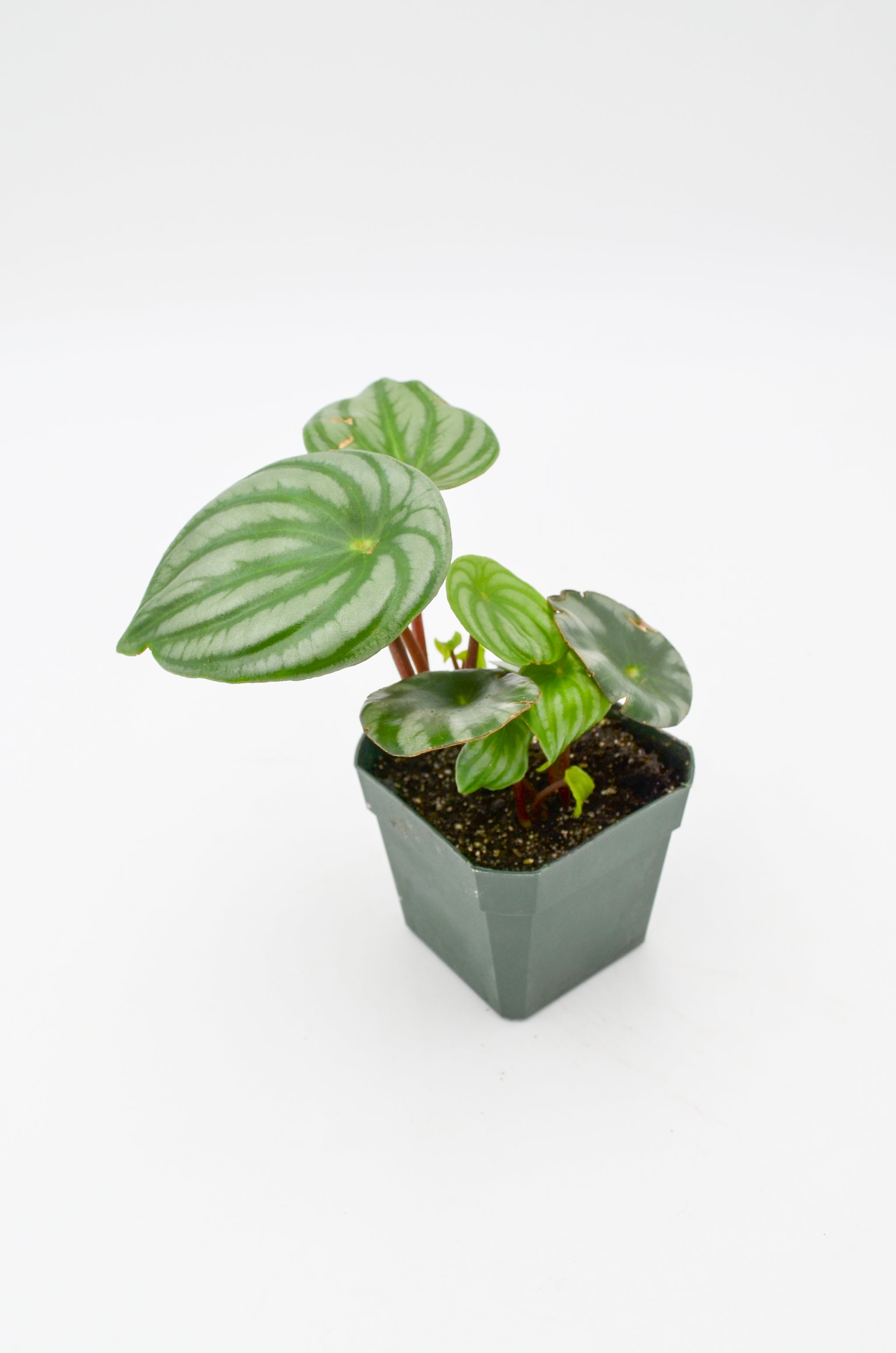 house plant watermelon Watermelon Peperomia (Peperomia argyreia) – Wild Lark