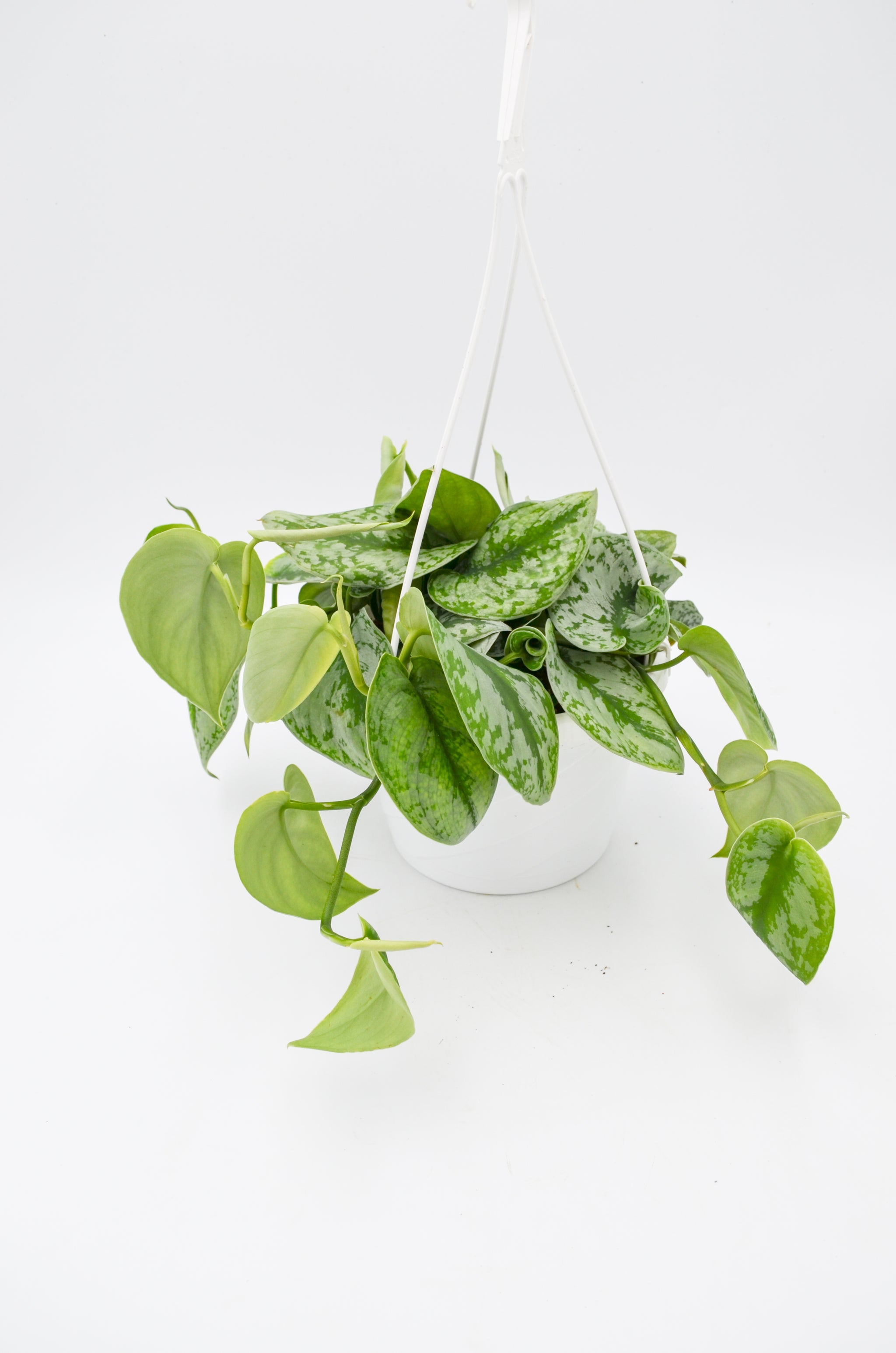 large satin pothos Pothos "Satin" (Scindapsus pictus)
