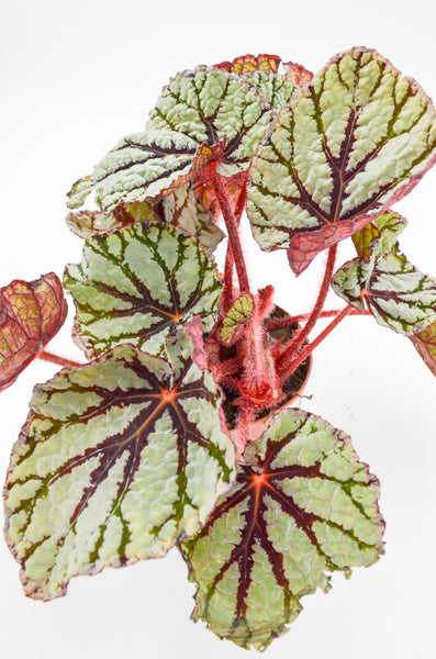 Rex Begonia Hybrid "Fedor" -  - Wild Lark - Wild Lark