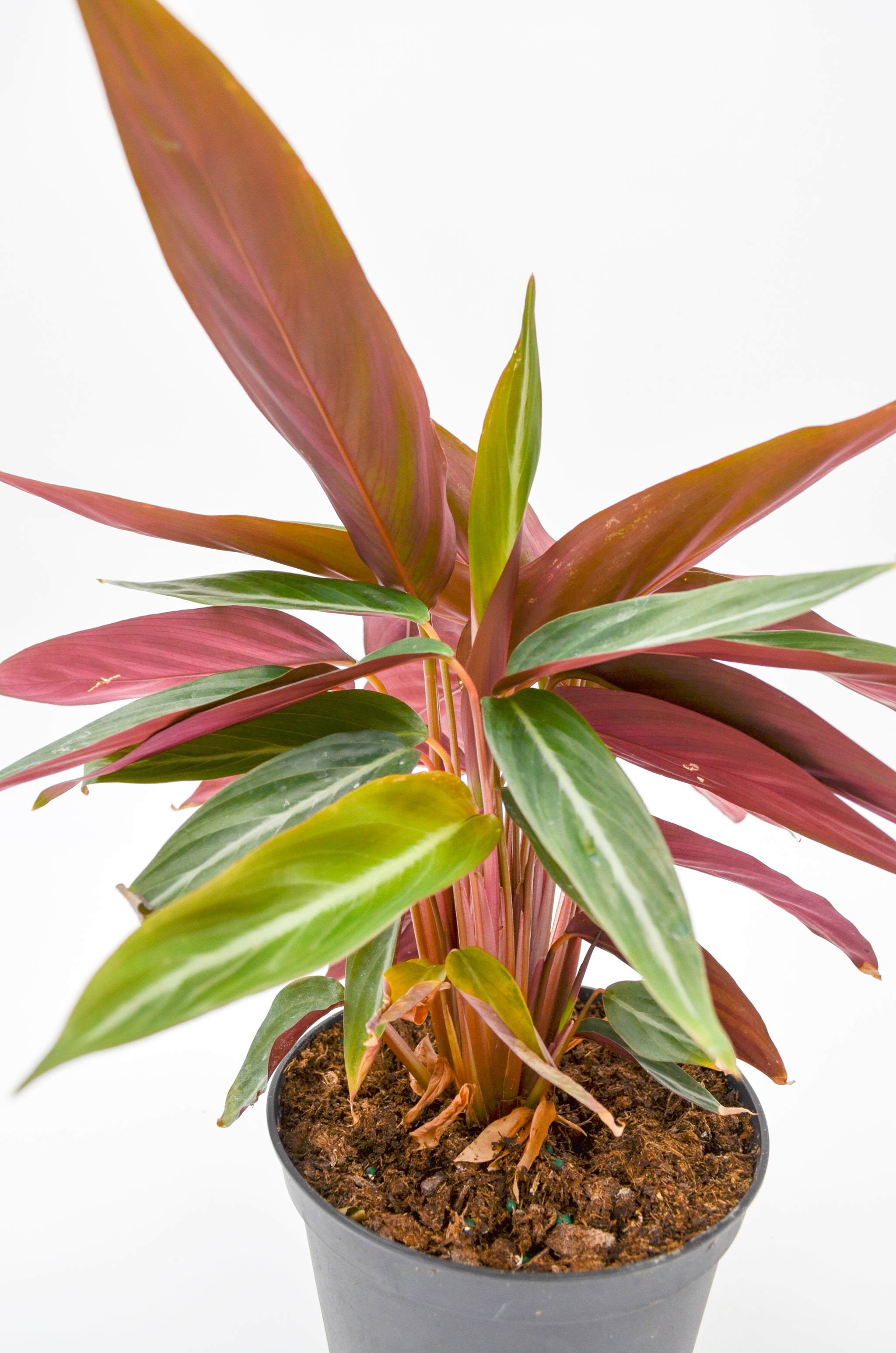 calathea sanguinea Stromanthe sanguinea, Non-variegated – Wild Lark