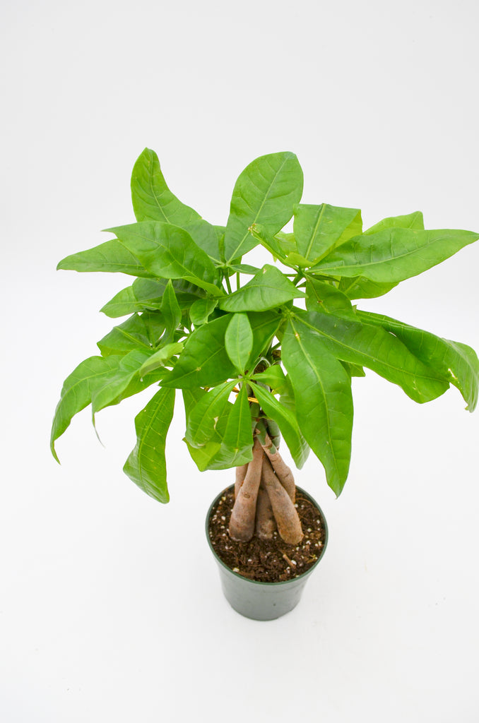 money tree official name Money Tree (Pachira aquatica) – Wild Lark