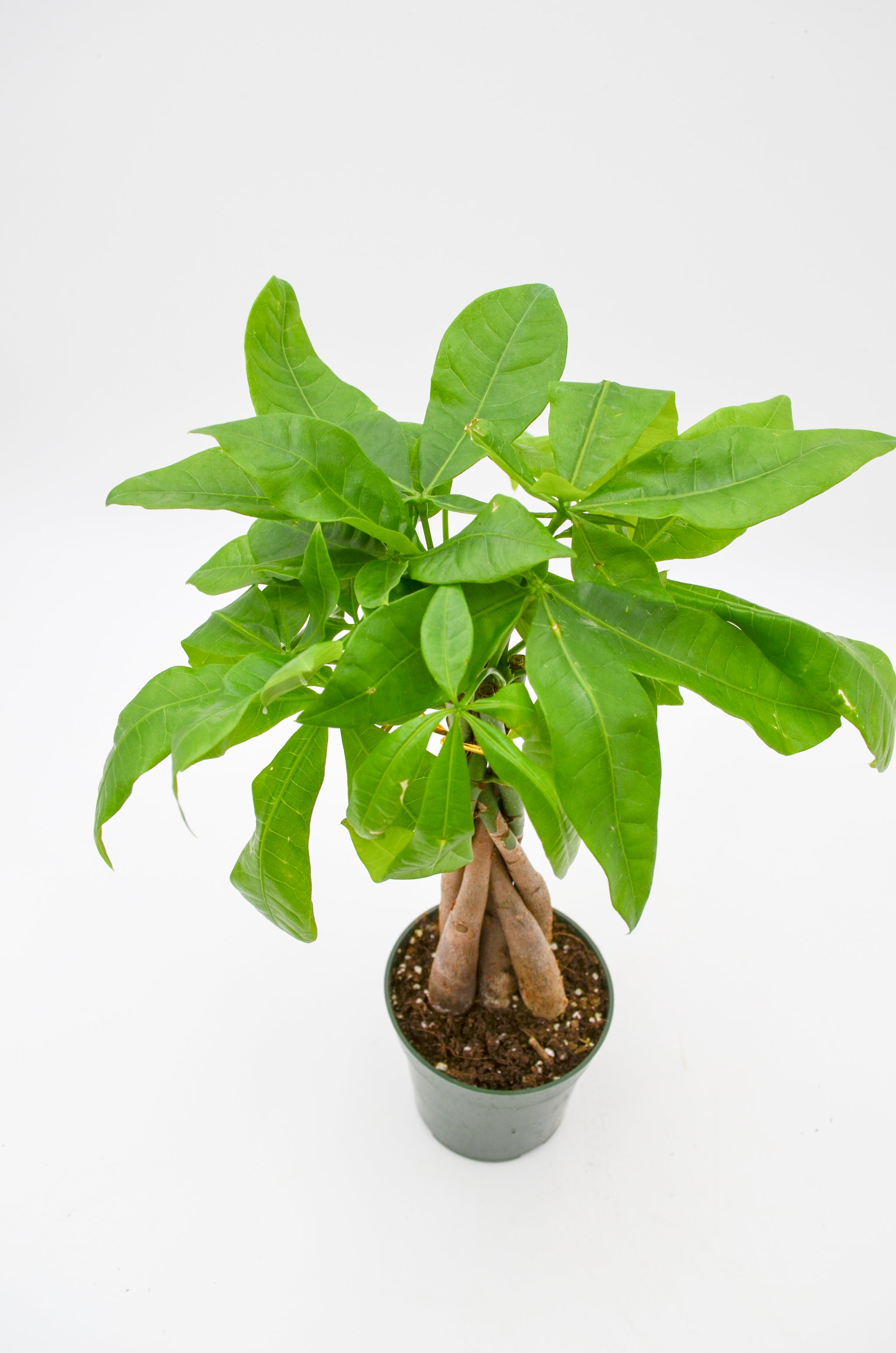 money tree meridian id Money Tree (Pachira aquatica) – Wild Lark