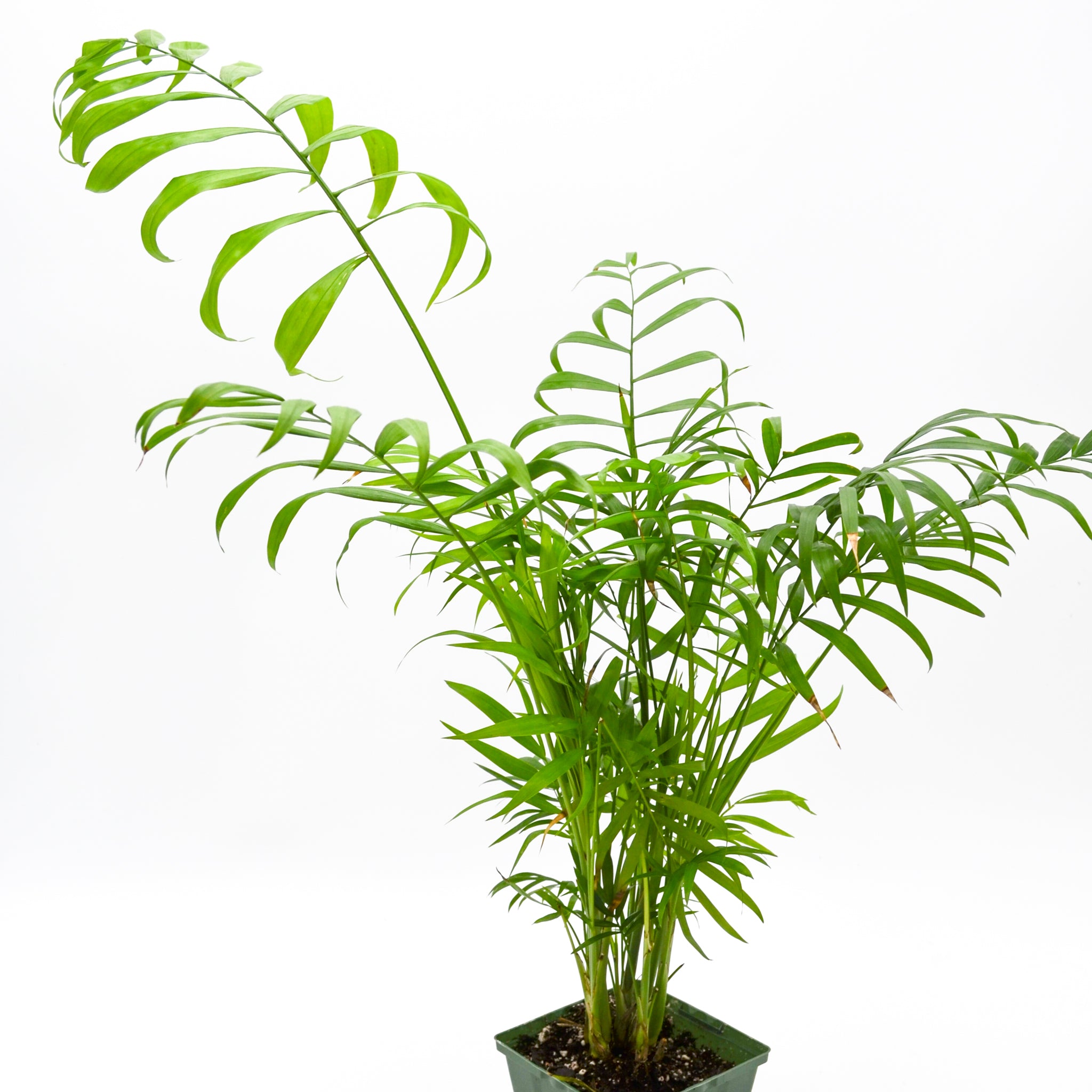 where to buy a parlor palm Chamaedorea elegans, Parlour Palm Plant in 10 inch Grow Bag