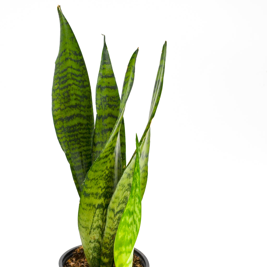 green acres snake plant Snake Plant, Green (Sansevieria trifasciata) 10 inch