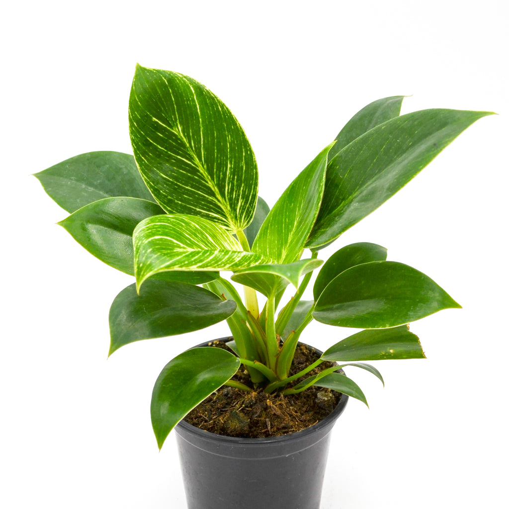 philodendron birkin in the wild Philodendron Birkin Hybrid – Wild Lark
