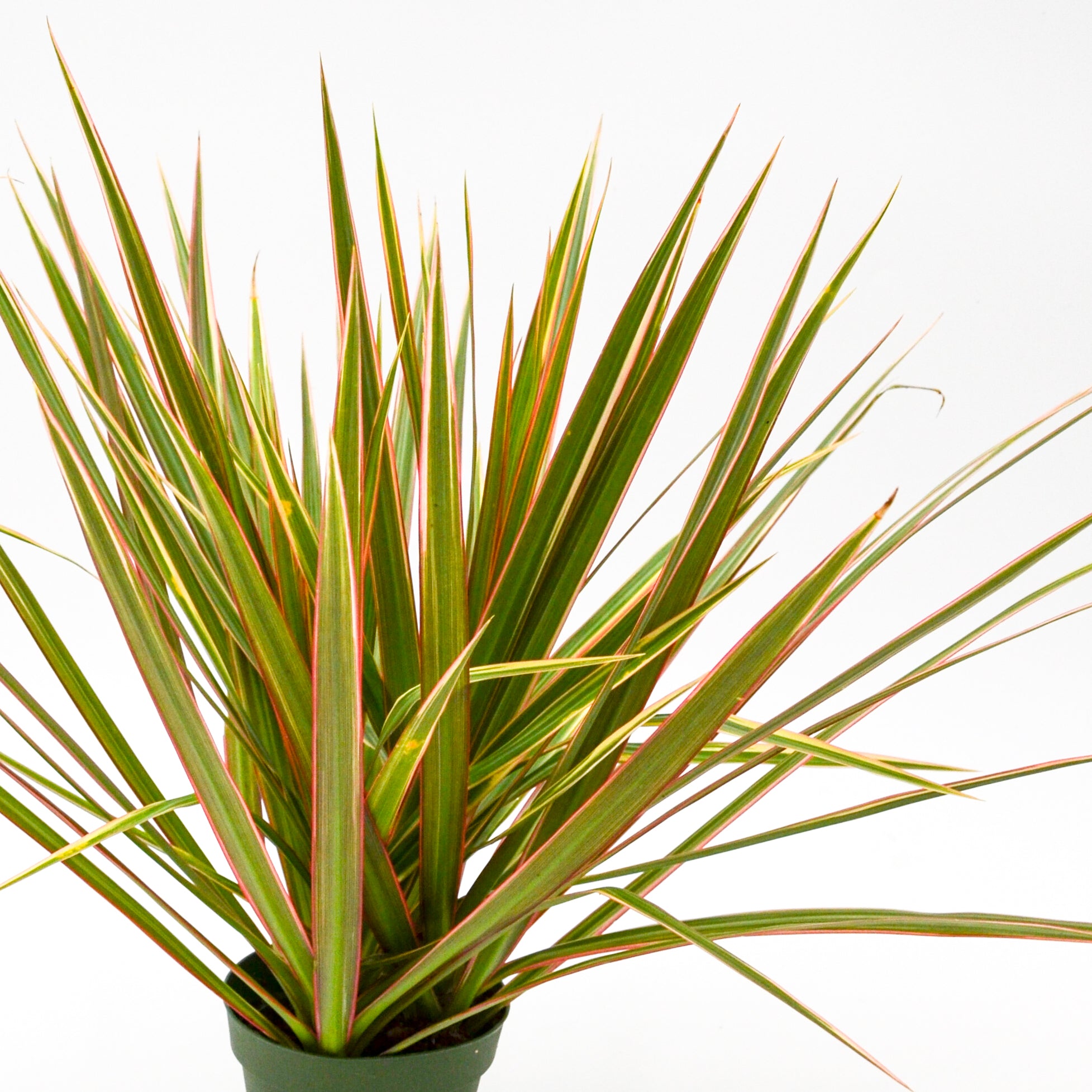 dracaena colorama Dracaena 'Colorama' Live Plant, 4" Pot