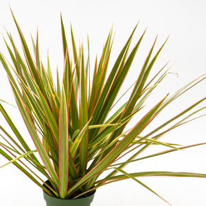 are dracaena marginata toxic to dogs Dracaena 'Colorama' – Wild Lark