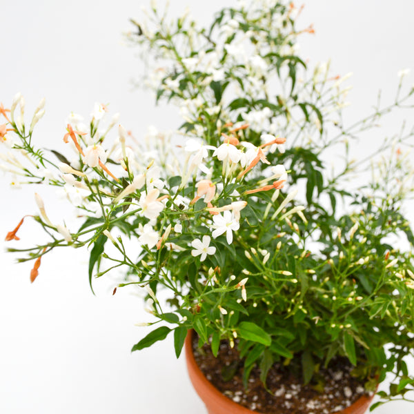 Jasmine in Terracotta -  - Wild Lark - Wild Lark