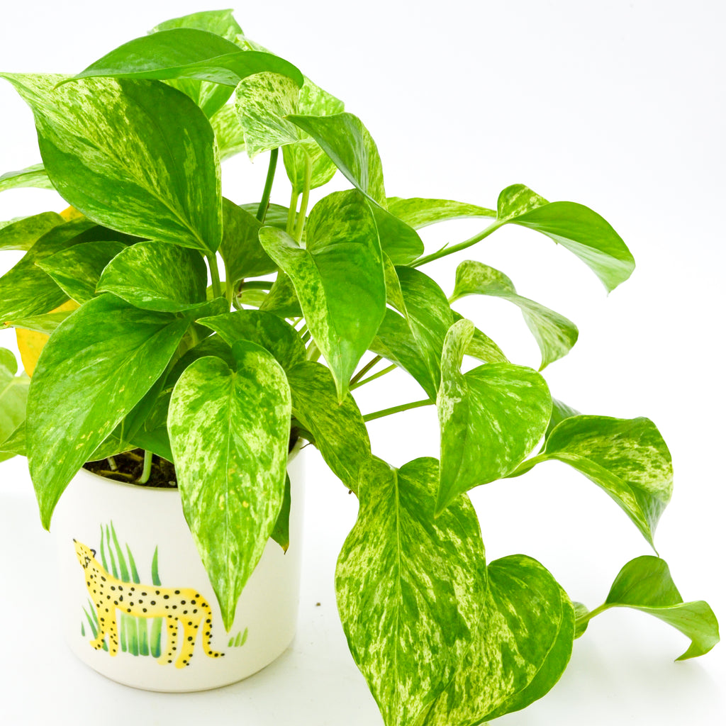 pothos golden wg Pothos "Golden" (Epipremnum aureum) – Wild Lark