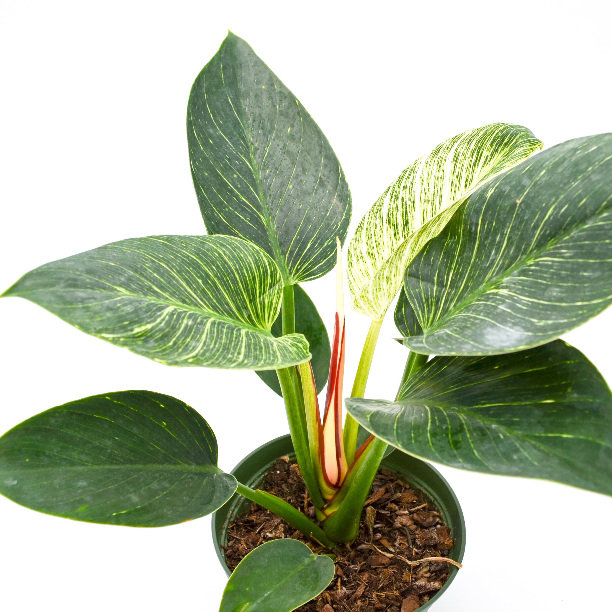 philodendron birkin in the wild Philodendron Birkin Hybrid – Wild Lark