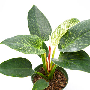 philodendron birkin cat safe Philodendron Birkin Hybrid – Wild Lark