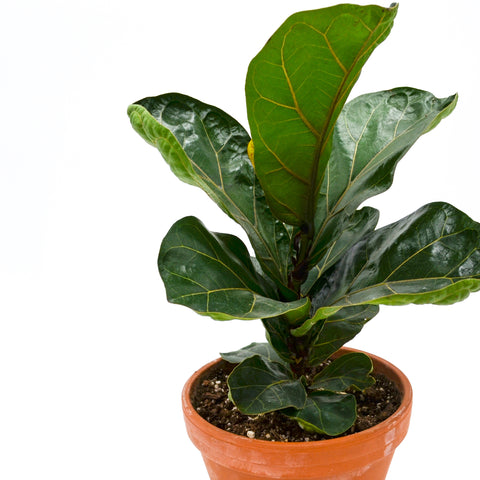 Fiddle-leaf Fig (Ficus lyrata) in Terracotta Pot -  - Wild Lark - Wild Lark