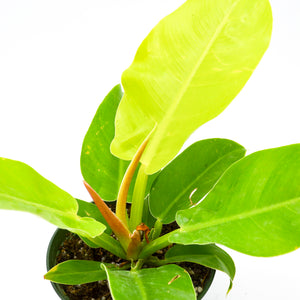moonlight philodendron price Philodendron "Moonlight" Hybrid – Wild Lark